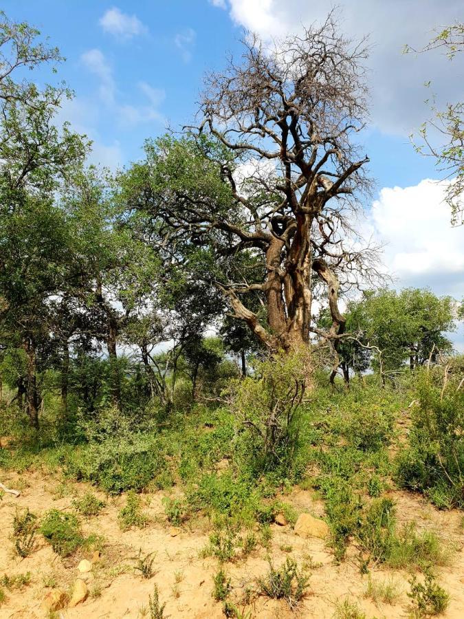 636 Itaga Safari Lodge, Mabalingwe Nature Reserve Mabula Game Reserve Exteriör bild