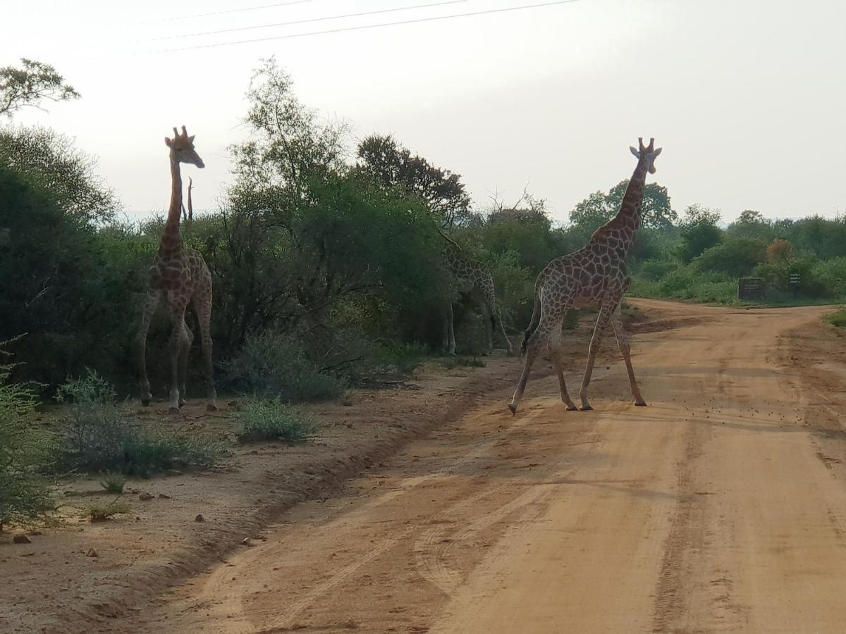 636 Itaga Safari Lodge, Mabalingwe Nature Reserve Mabula Game Reserve Exteriör bild