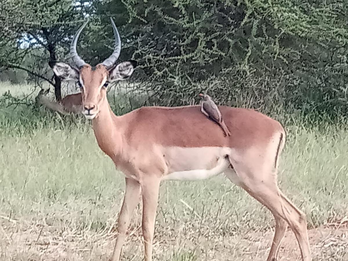 636 Itaga Safari Lodge, Mabalingwe Nature Reserve Mabula Game Reserve Exteriör bild